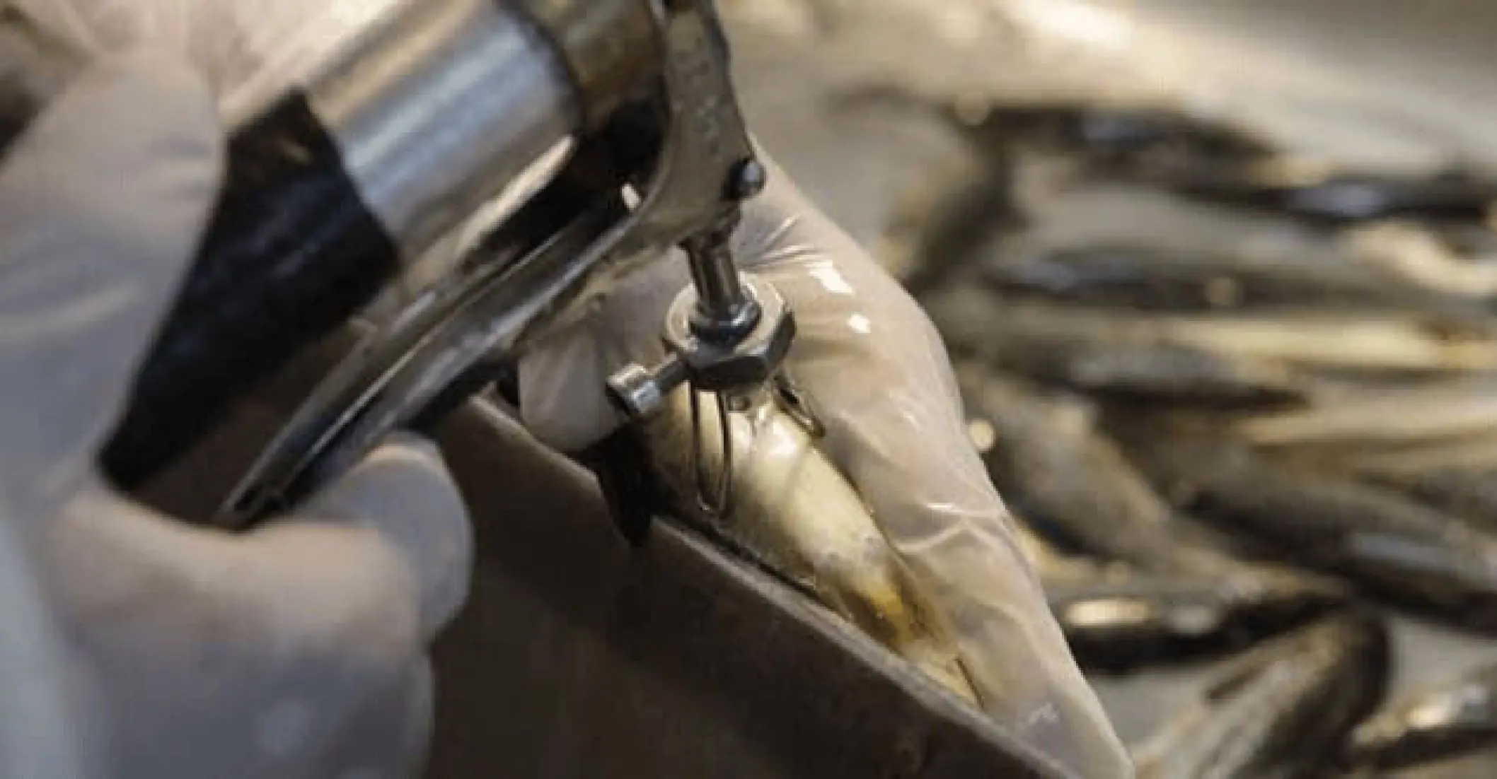 Científicos estudian tecnología de nanopartículas como alternativa para vacunas en salmones