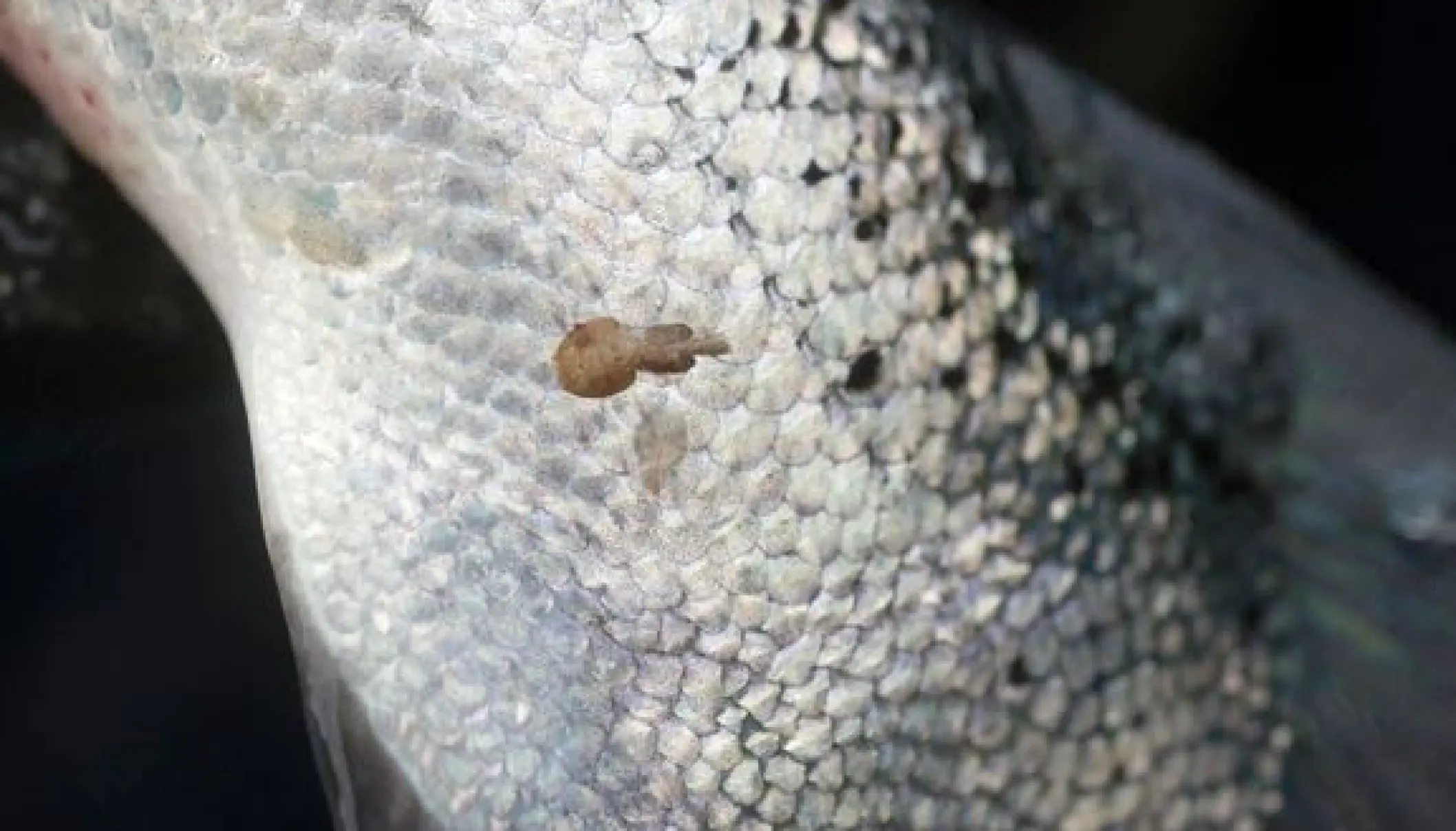 El salmón secreta sustancias que atraen a los piojos de mar