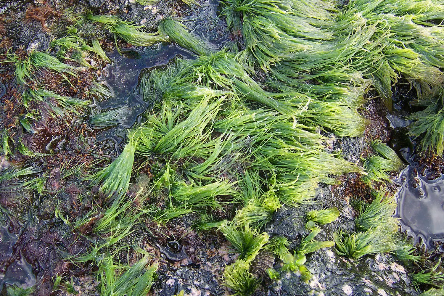 Efecto de alimentar camarón blanco del Pacífico con la macroalga verde fresca Chaetomorpha clavata