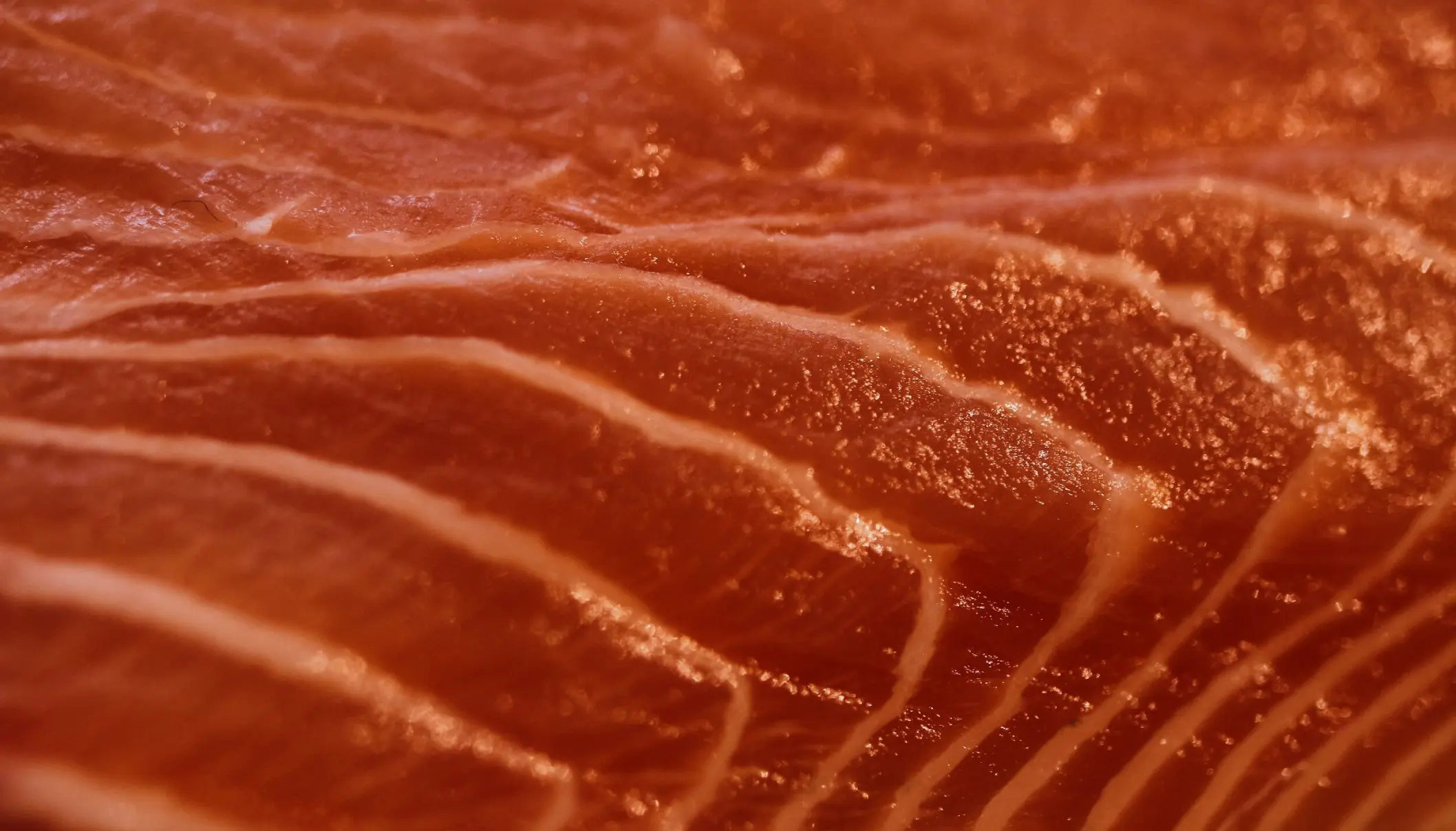 ¿Qué tan posible será superar la barrera de US$6.500 millones en retornos por exportación de salmón?