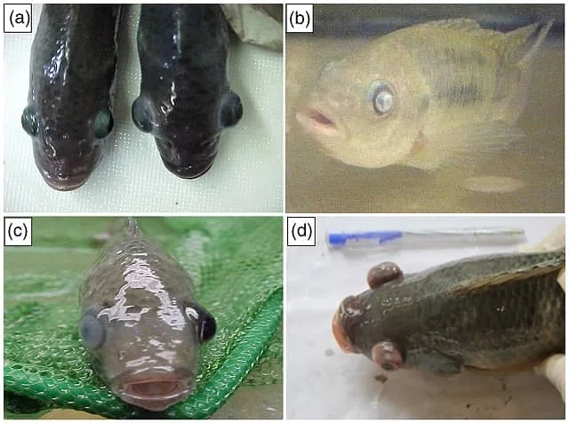 Monoglicéridos para proteger a las tilapias de la estreptococosis