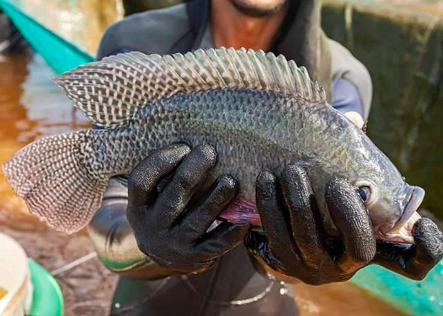 Mitigación del estrés en la cría de tilapia en alta densidad: el papel de la suplementación con EDTA